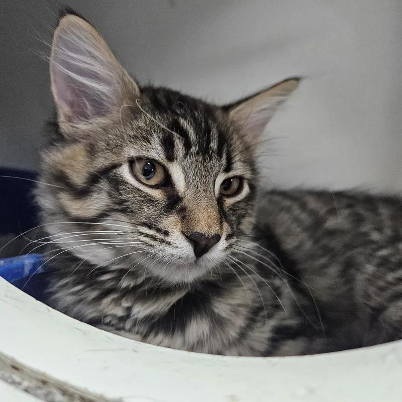 A baby small-sized male Brown / Chocolate Domestic Short Hair cat named Melman for adoption in Gainesville, FL