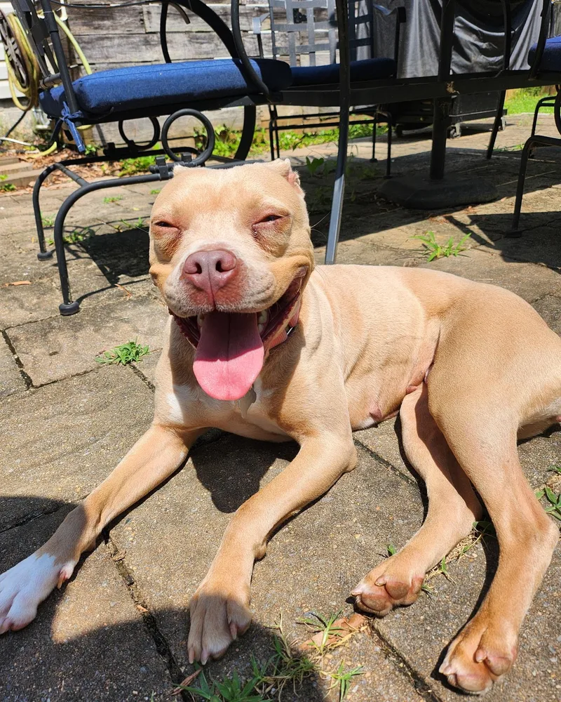 An adult medium-sized female Apricot / Beige Pit Bull Terrier dog named Lil Debbie for adoption in Richmond, VA