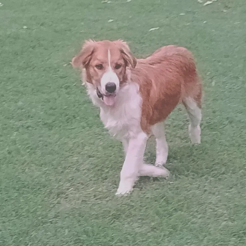 A baby large-sized male Border Collie dog named Ray for adoption in Chatham, NJ