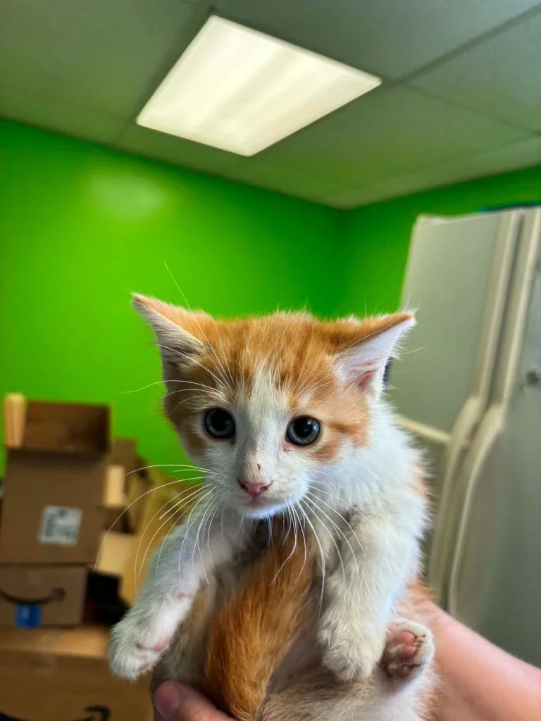 A baby medium-sized male Domestic Short Hair cat named Tommy for adoption in Johnson City, TN