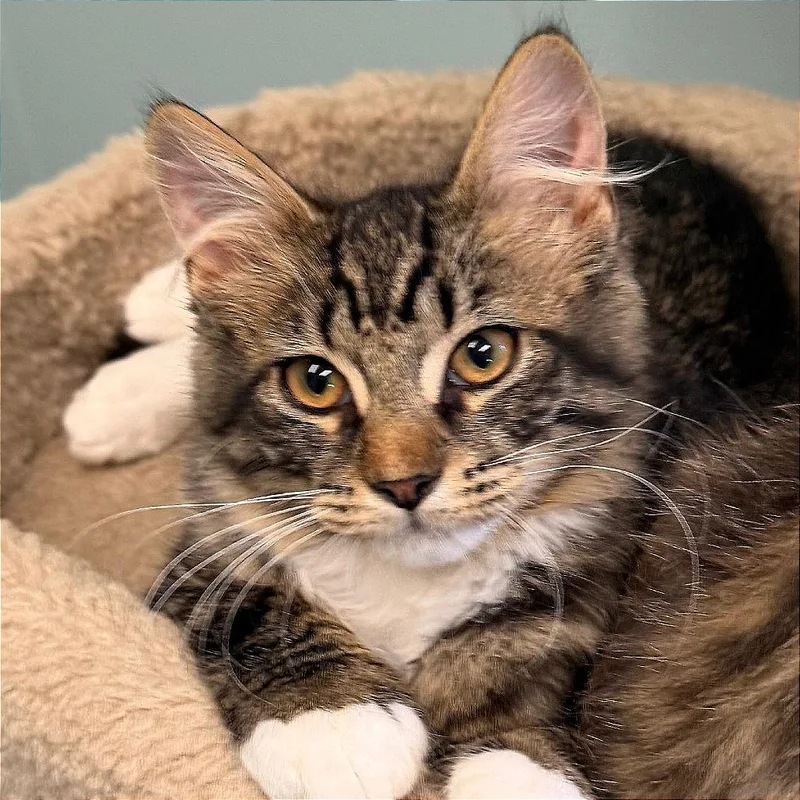 A baby small-sized male Brown / Chocolate Domestic Long Hair cat named Chandler for adoption in Middlebury, VT