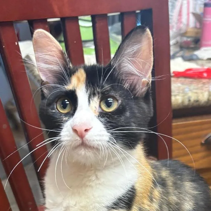 A baby small-sized female Black Domestic Short Hair cat named Beatrice for adoption in San Antonio, TX
