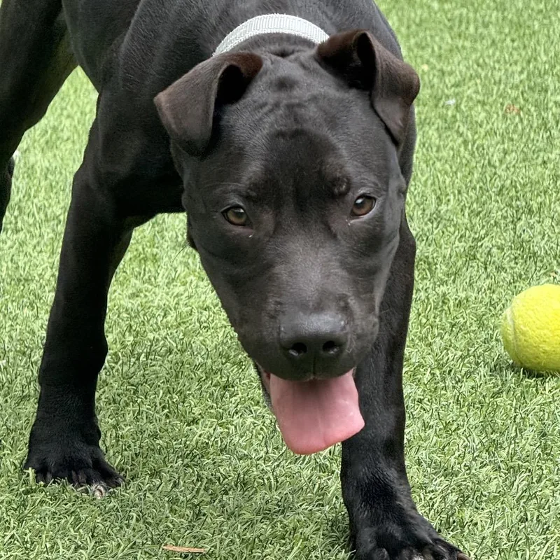 A baby medium-sized male Black Mixed Breed dog named Nile for adoption in Batavia, OH