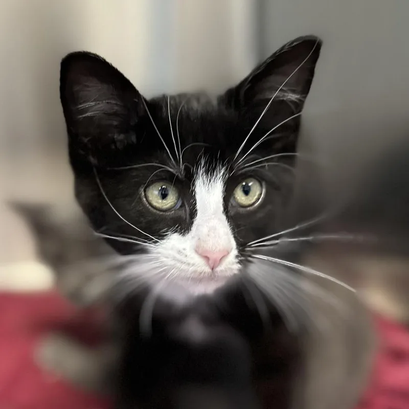A baby small-sized female Black Domestic Short Hair cat named Bell Pepper for adoption in Washington Township, OH