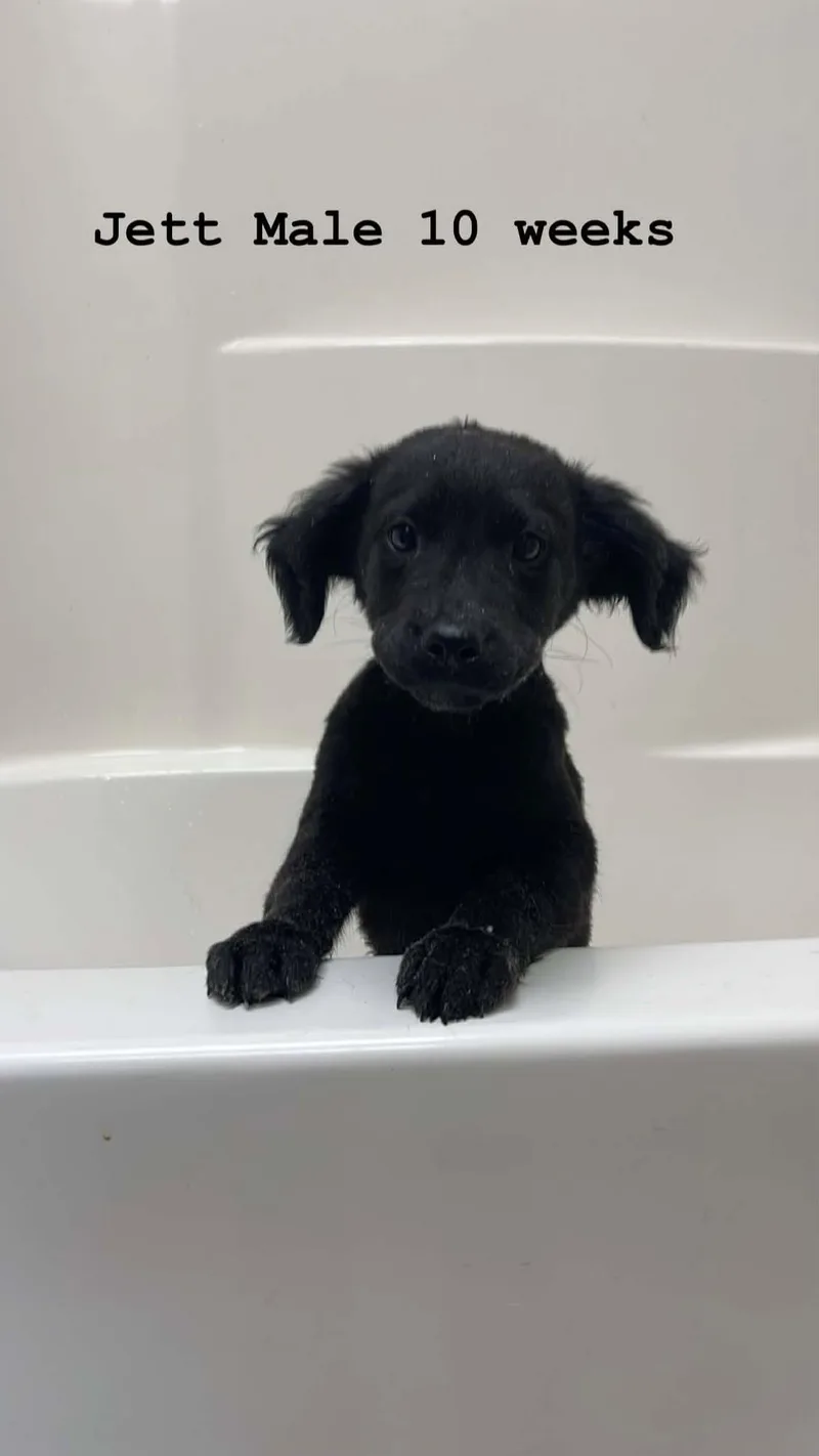 A baby medium-sized male Black Labrador Retriever dog named Jet for adoption in Fort Payne, AL