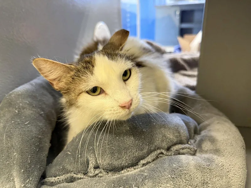 An adult medium-sized female Maine Coon cat named Amelia for adoption in Phoenix, AZ