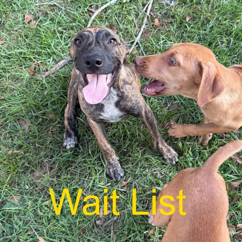 A young medium-sized female Brindle Pit Bull Terrier dog named Honey bun for adoption in Livingston, TX