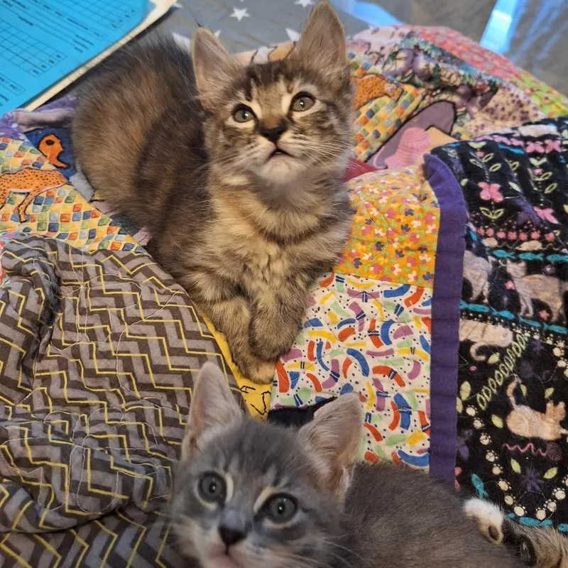 A baby small-sized female Brown / Chocolate Domestic Short Hair cat named Doogie for adoption in Austin, TX