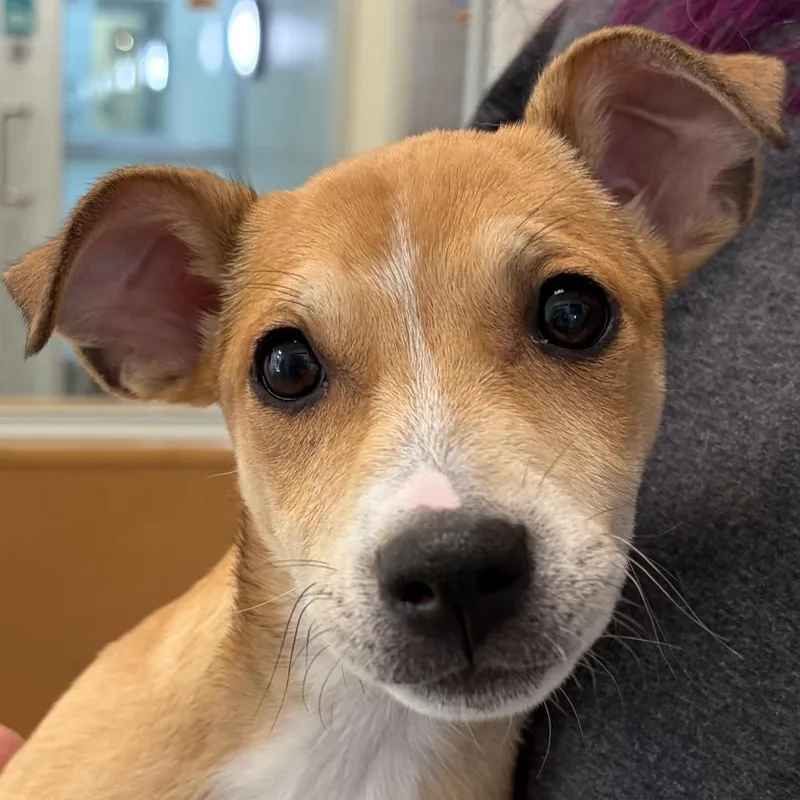A baby small-sized female Yellow / Tan / Blond / Fawn Mixed Breed dog named Pixie for adoption in Middletown, RI