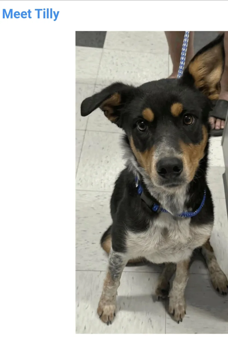 A young medium-sized female Australian Cattle Dog / Blue Heeler named Tilly for adoption in Salt Lake City, UT