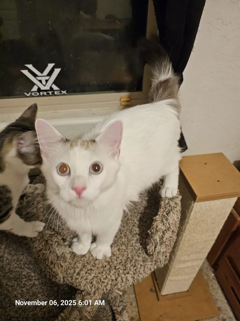 A young medium-sized male Domestic Long Hair cat named Artie for adoption in Glendale, AZ