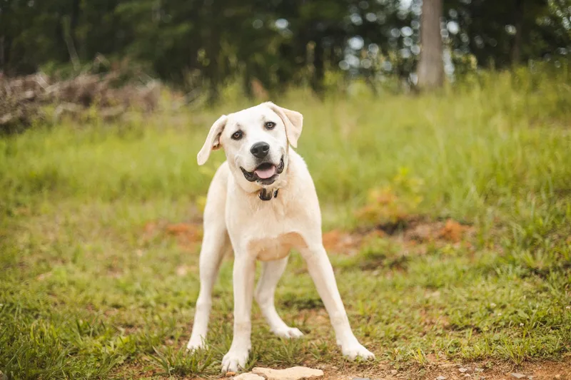 A young large-sized male Yellow / Tan / Blond / Fawn Great Pyrenees dog named Bowietransport for adoption in Gradyville, KY
