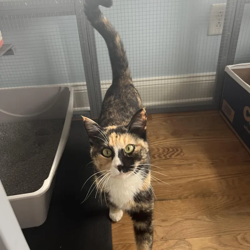 An adult small-sized female Calico Domestic Short Hair cat named Fiona for adoption in Troy, IL