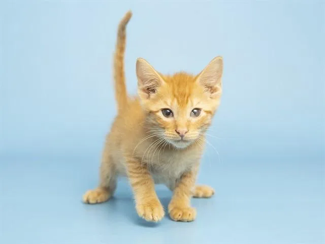 A baby small-sized male Domestic Short Hair cat named Lorax for adoption in Phoenix, AZ