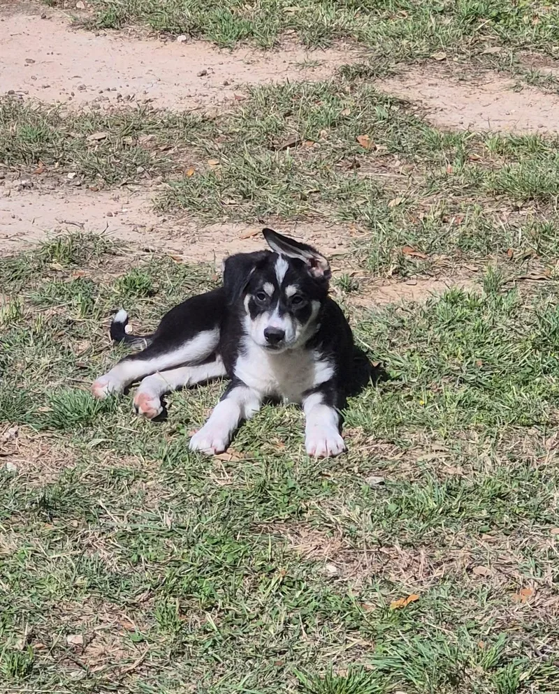 A baby medium-sized male Siberian Husky dog named Jayjay for adoption in Sumter, SC