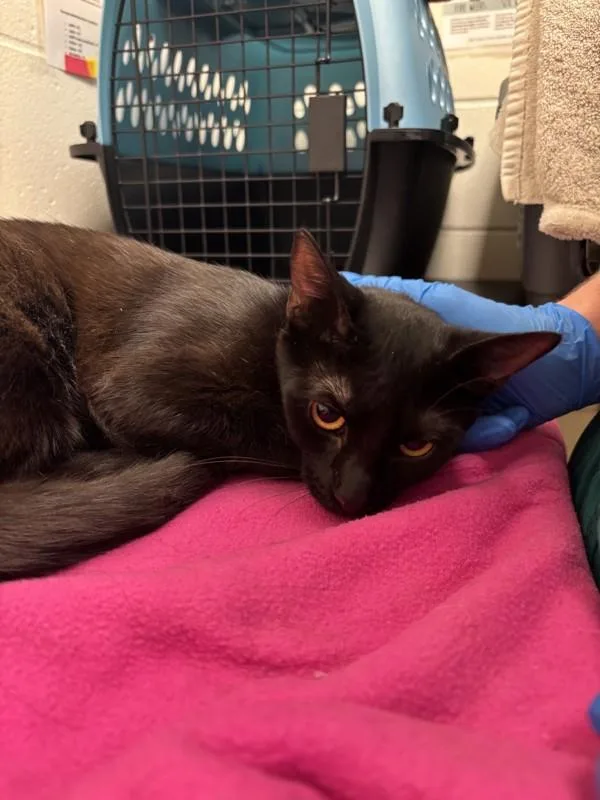 A young small-sized female Domestic Short Hair cat named Celestia for adoption in Santa Rosa, CA