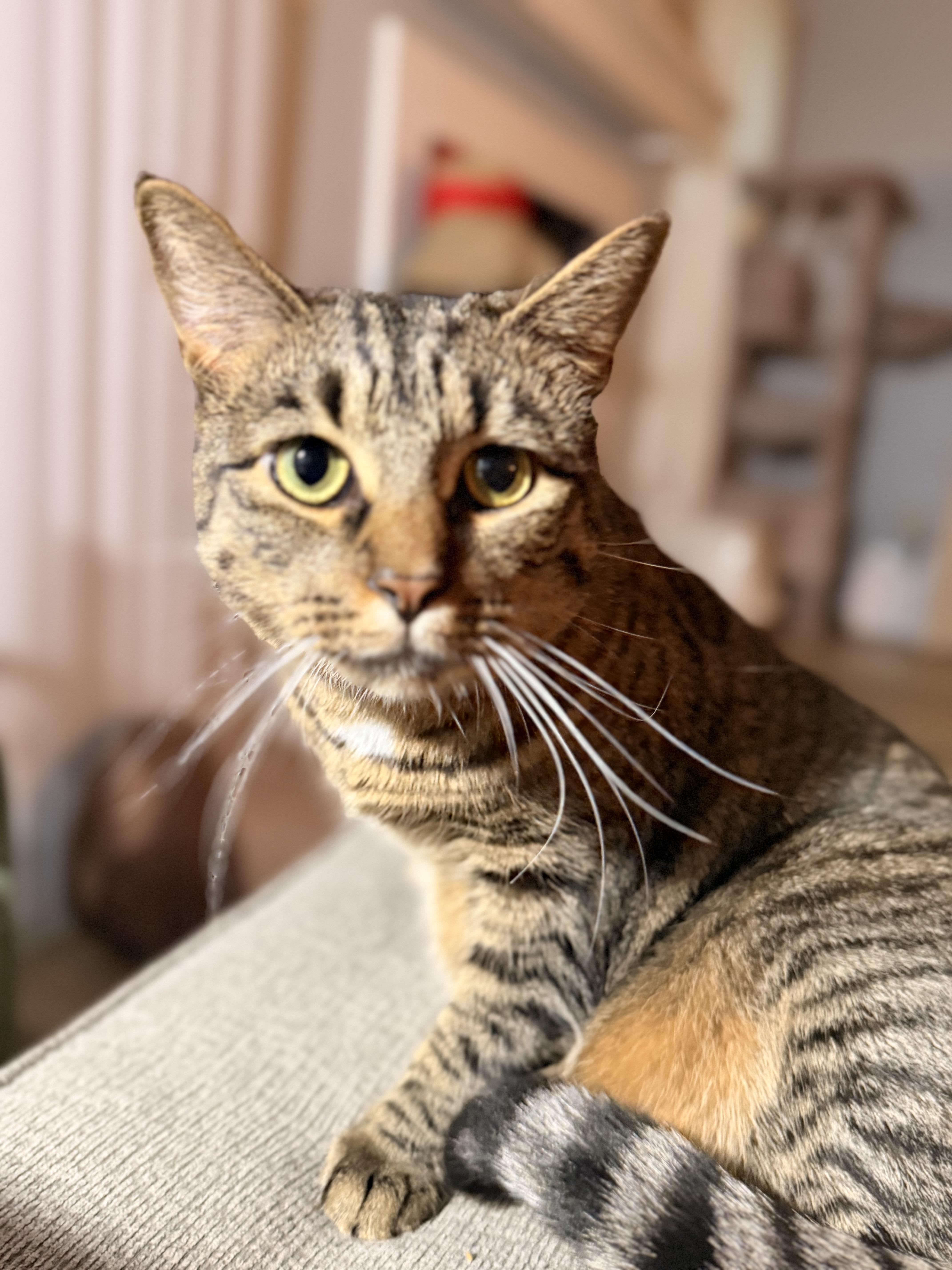 An adult large-sized male Tabby (Brown / Chocolate) Tabby cat named Milo for adoption in Oriental, NC
