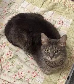 An adult medium-sized female Domestic Short Hair cat named Pigtails for adoption in Cincinnati, OH