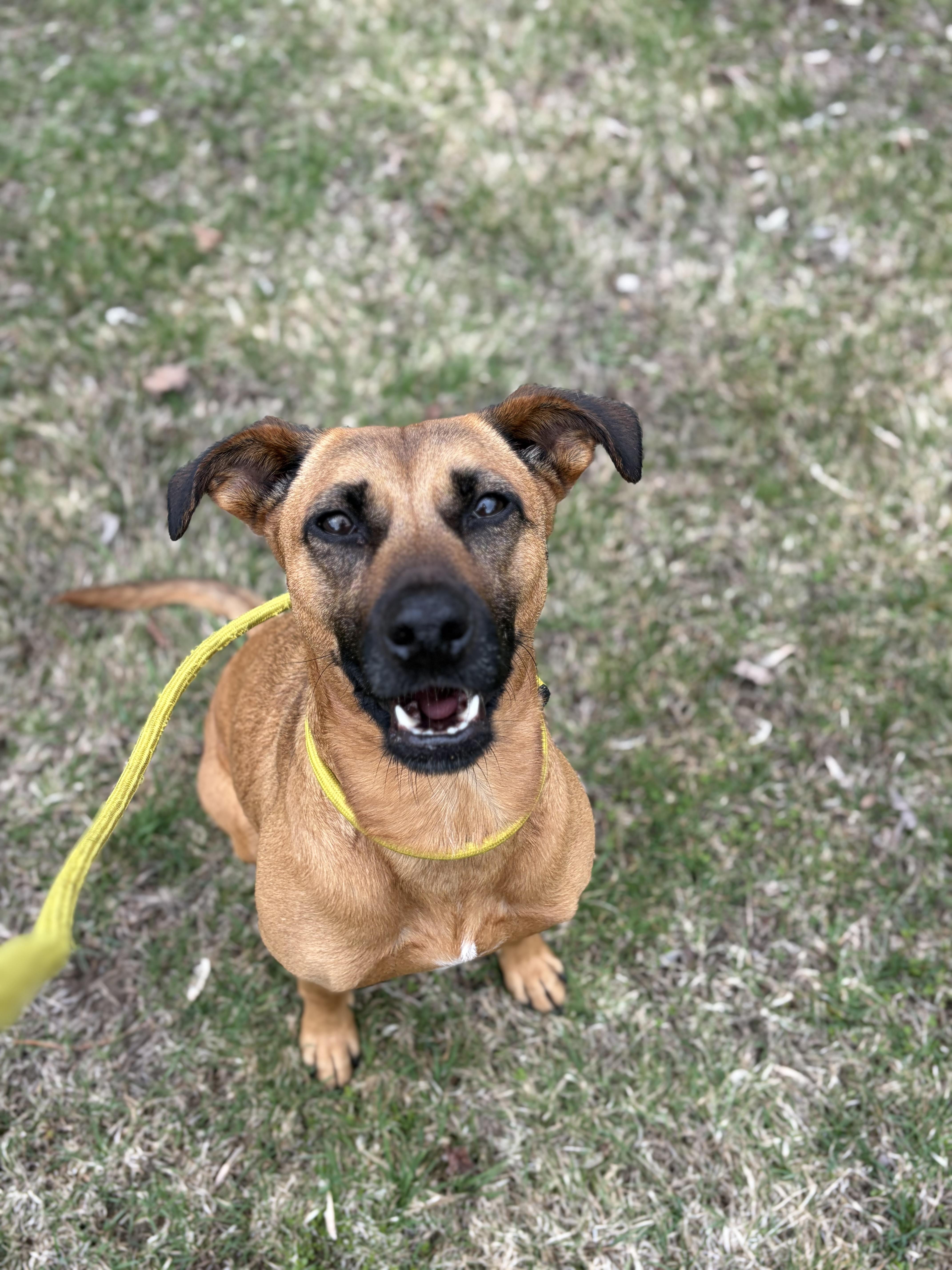 A young medium-sized female Golden Pharaoh Hound dog named Gypsy for adoption in Bridgton, ME