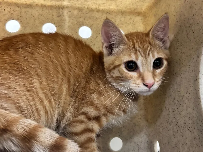 A baby small-sized male Domestic Short Hair cat named Irvin for adoption in Powell, OH