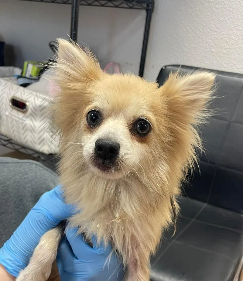 An adult small-sized female Pomeranian dog named Sassie for adoption in Bolivar, MO