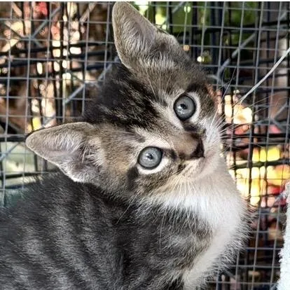 A baby medium-sized male Tabby (Gray / Blue / Silver) Domestic Short Hair cat named Tuna for adoption in Santa Rosa, CA