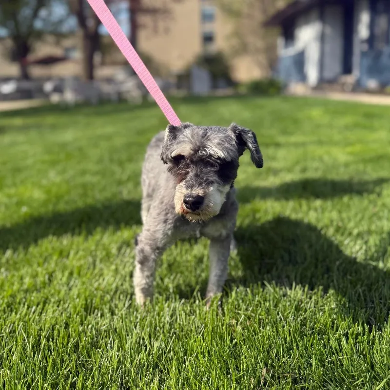An adult small-sized male Gray / Blue / Silver Schnauzer dog named Bryant for adoption in Northbrook, IL