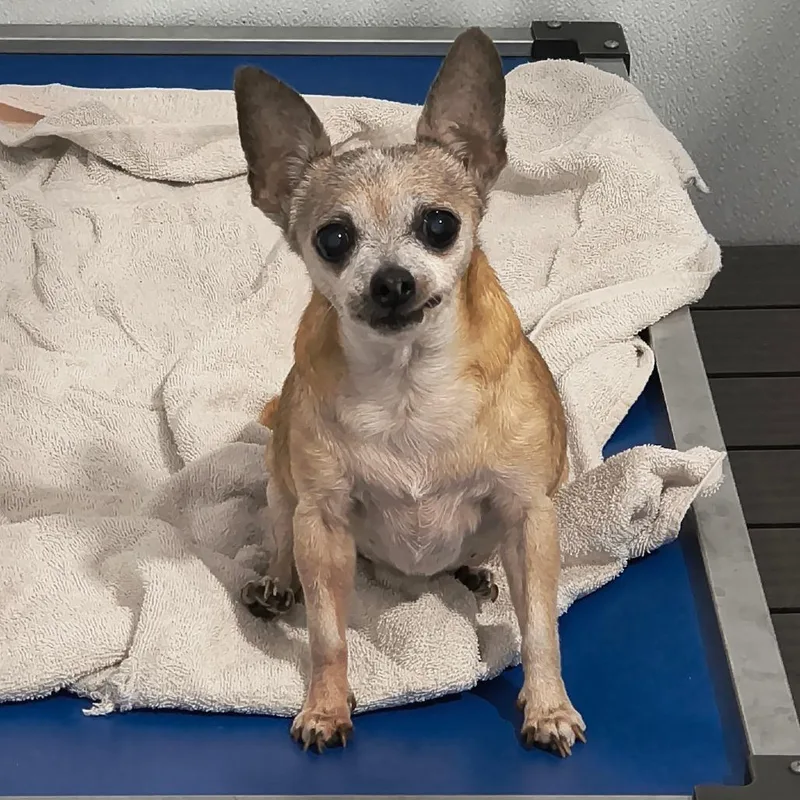 An adult small-sized female White / Cream Chihuahua dog named Vidia for adoption in Othello, WA