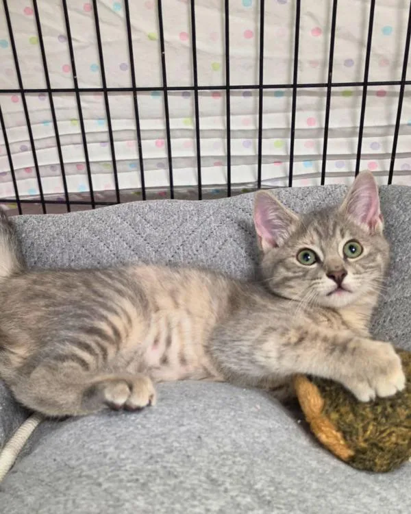 A baby small-sized female Domestic Short Hair cat named Roux for adoption in Novato, CA