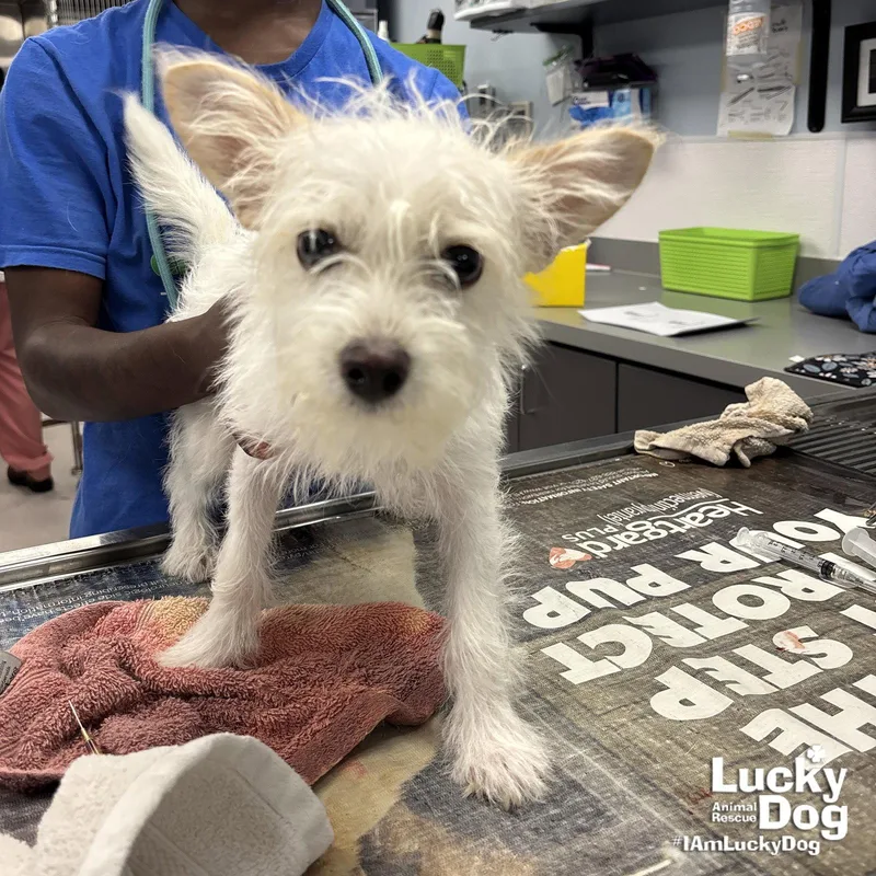 A baby small-sized female West Highland White Terrier / Westie dog named Senorita for adoption in Washington, DC