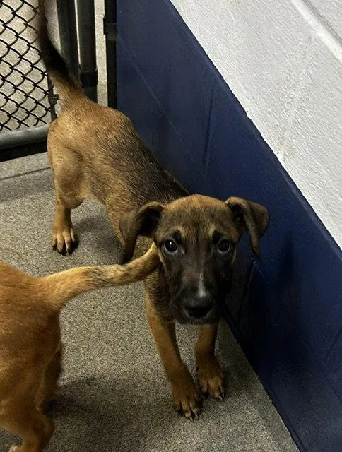 A young medium-sized male Mixed Breed dog named Finn months for adoption in Sterling, MA