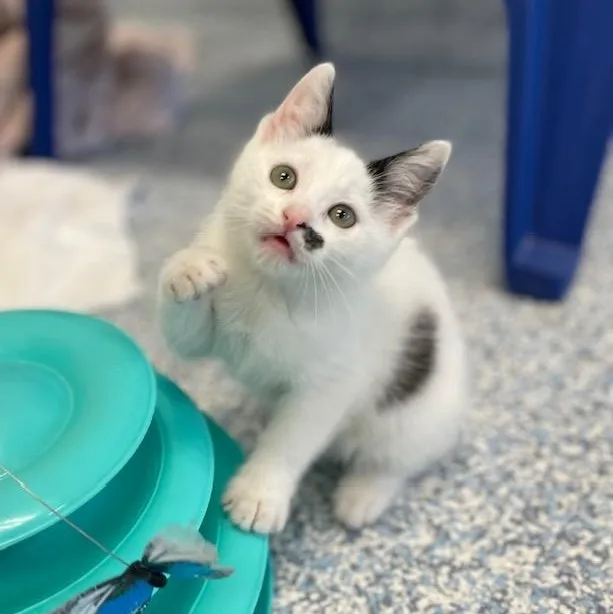 A baby medium-sized female White Domestic Short Hair cat named Altima for adoption in Stafford, VA