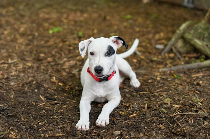 A baby medium-sized female White / Cream Mixed Breed dog named Polly for adoption in BONIFAY, FL