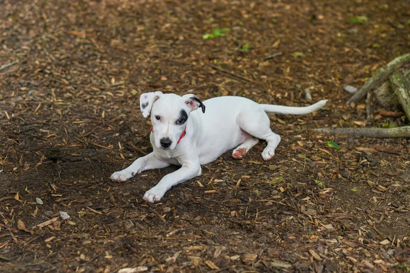 Polly thumbnail 4