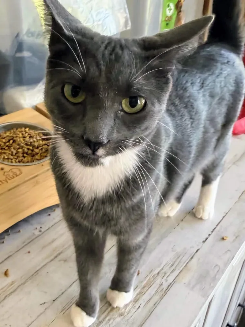 An adult medium-sized female Gray & White Domestic Short Hair cat named Waffles for adoption in Johnsburg, IL