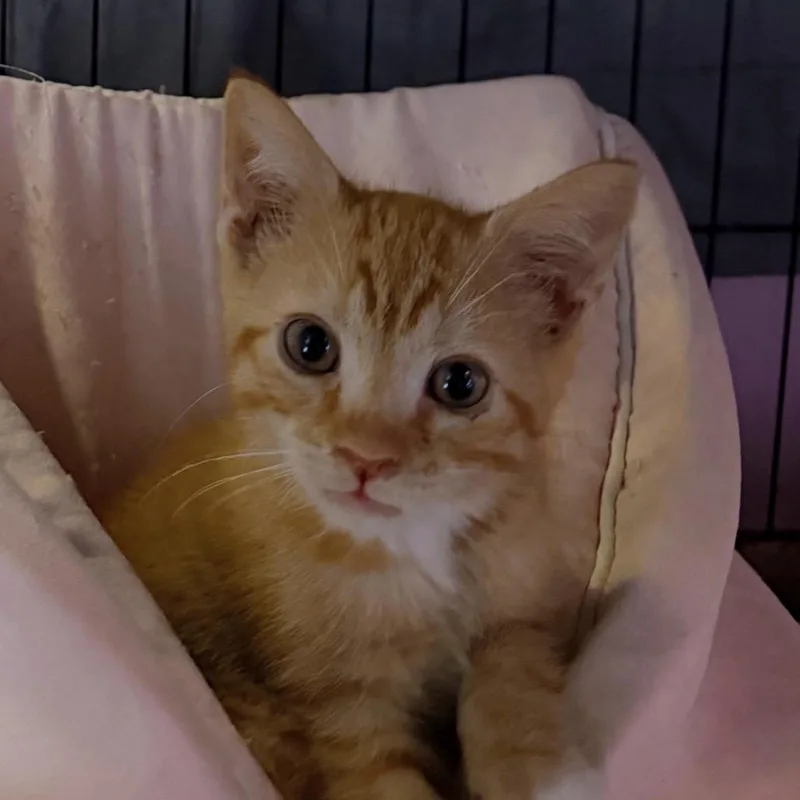 A baby small-sized male Orange / Red Domestic Short Hair cat named Larry Lancelot for adoption in Fredericksburg, VA