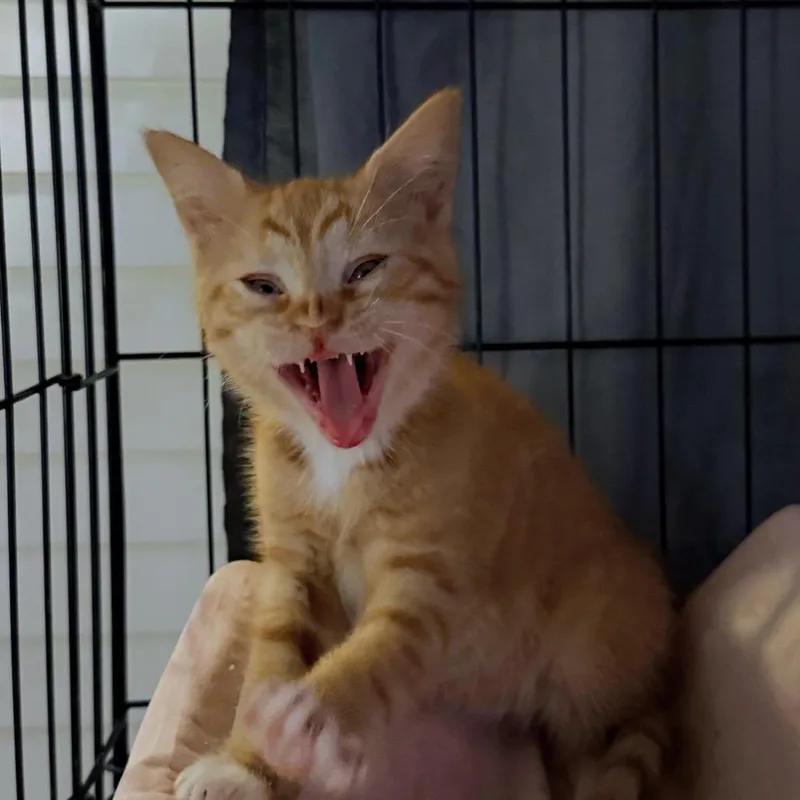Larry Lancelot thumbnail 2