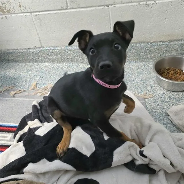 A baby small-sized female Doberman Pinscher dog named Iris for adoption in Long Beach, CA