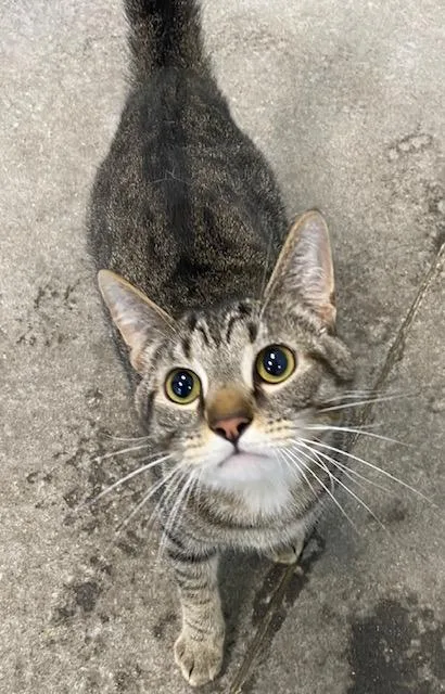 An adult medium-sized male Tabby (Brown / Chocolate) Domestic Short Hair cat named Dumplin for adoption in Winchester, KY
