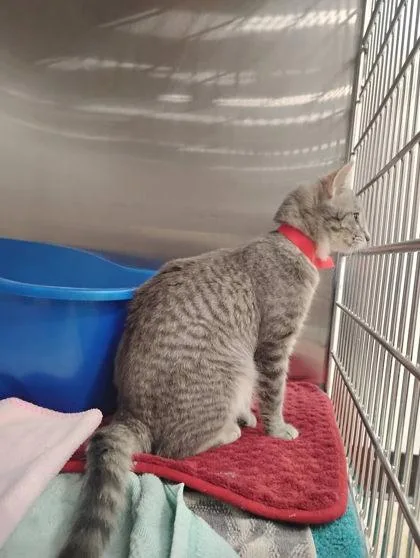 A baby medium-sized female Domestic Short Hair cat named Cammie for adoption in Hobart, IN