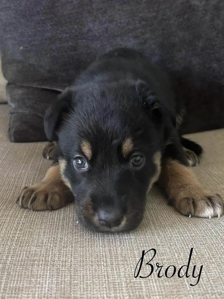 A baby large-sized male Tricolor (Brown, Black, & White) German Shepherd Dog dog named Brody for adoption in Pleasant Hill, CA