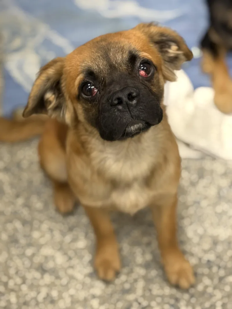 A baby small-sized male French Bulldog dog named Chewbacca for adoption in Los Alamitos, CA
