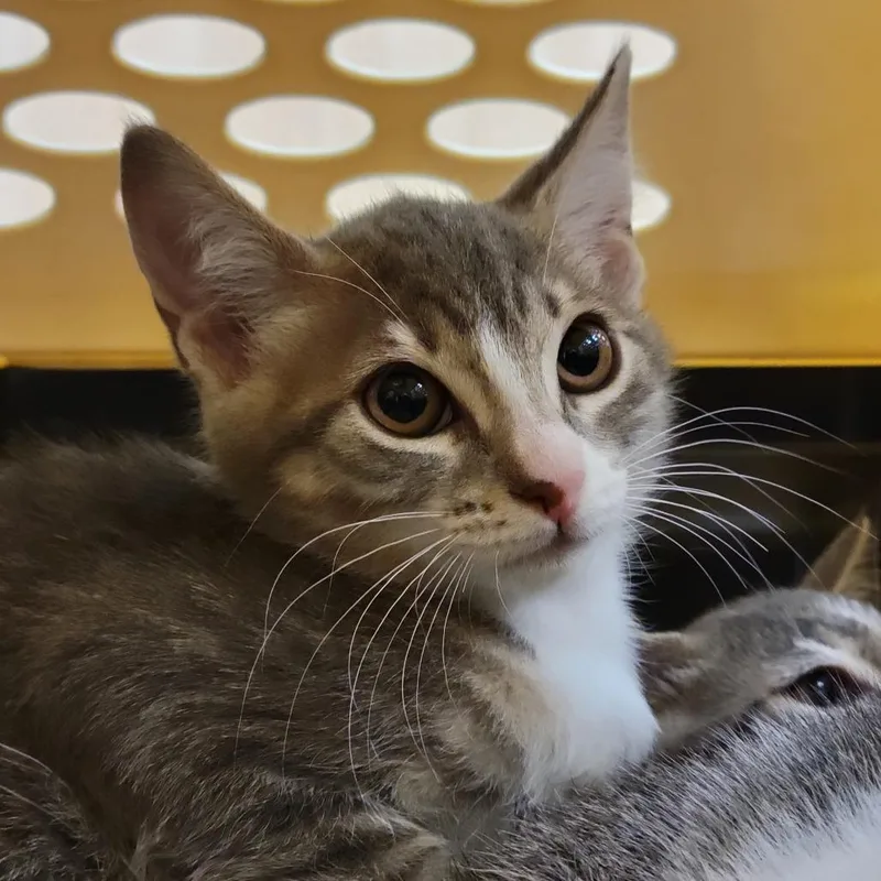 A baby small-sized female Gray / Blue / Silver Domestic Short Hair cat named Paola for adoption in Sarasota, FL
