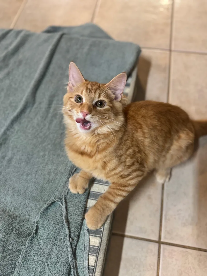 A baby large-sized male Domestic Long Hair cat named Walter for adoption in Cherry Valley, MA