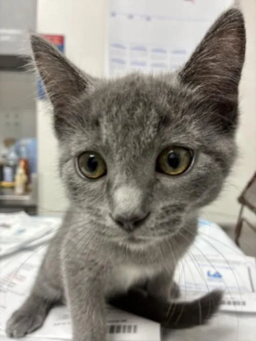 A baby small-sized female Domestic Short Hair cat named Siena for adoption in Chatsworth, CA
