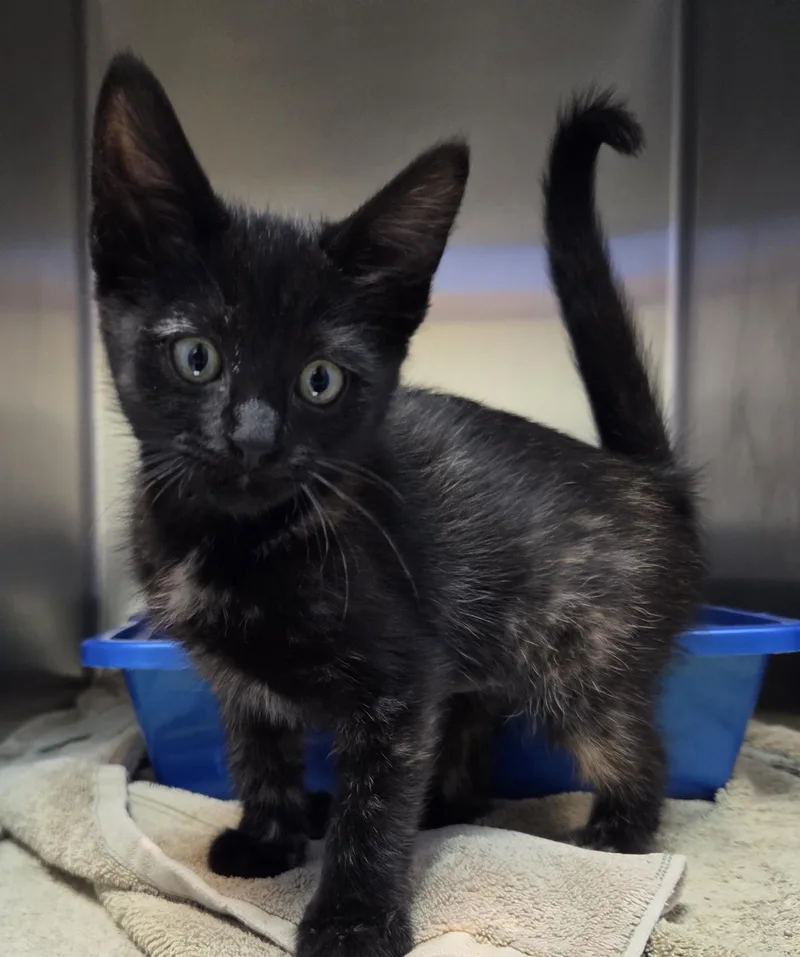 A young small-sized female Tortoiseshell Domestic Short Hair cat named Isperia for adoption in Brookings, SD