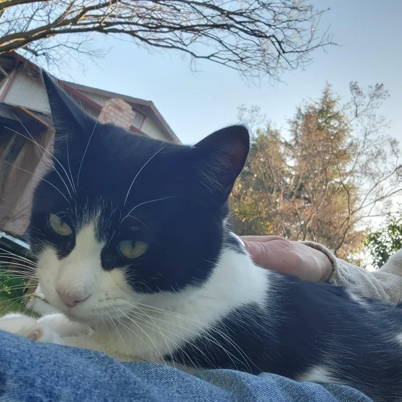 An adult medium-sized female Black & White / Tuxedo Domestic Short Hair cat named Ava for adoption in Benicia, CA