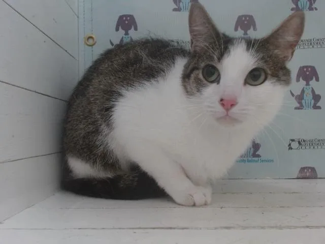An adult small-sized female Domestic Short Hair cat named Tommy for adoption in Orlando, FL