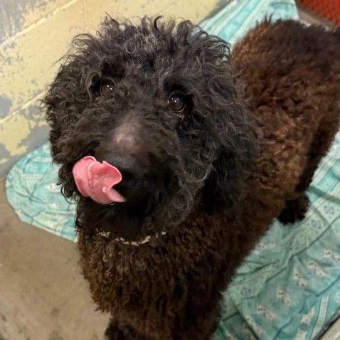 An adult medium-sized female Standard Poodle dog named Layden for adoption in Newark, DE