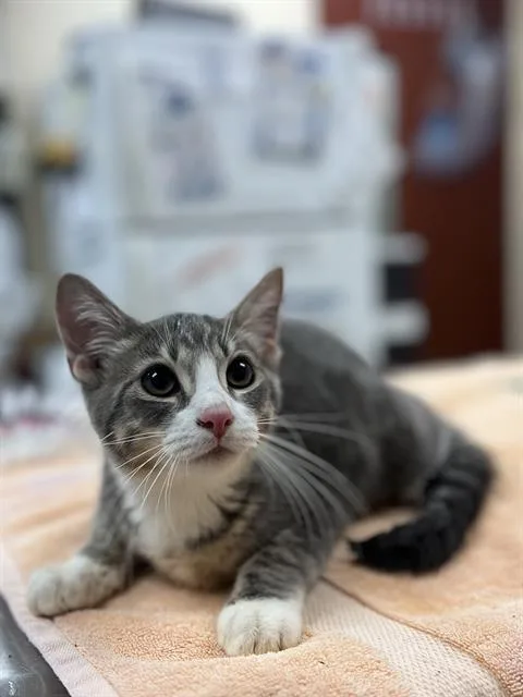 Dexter
